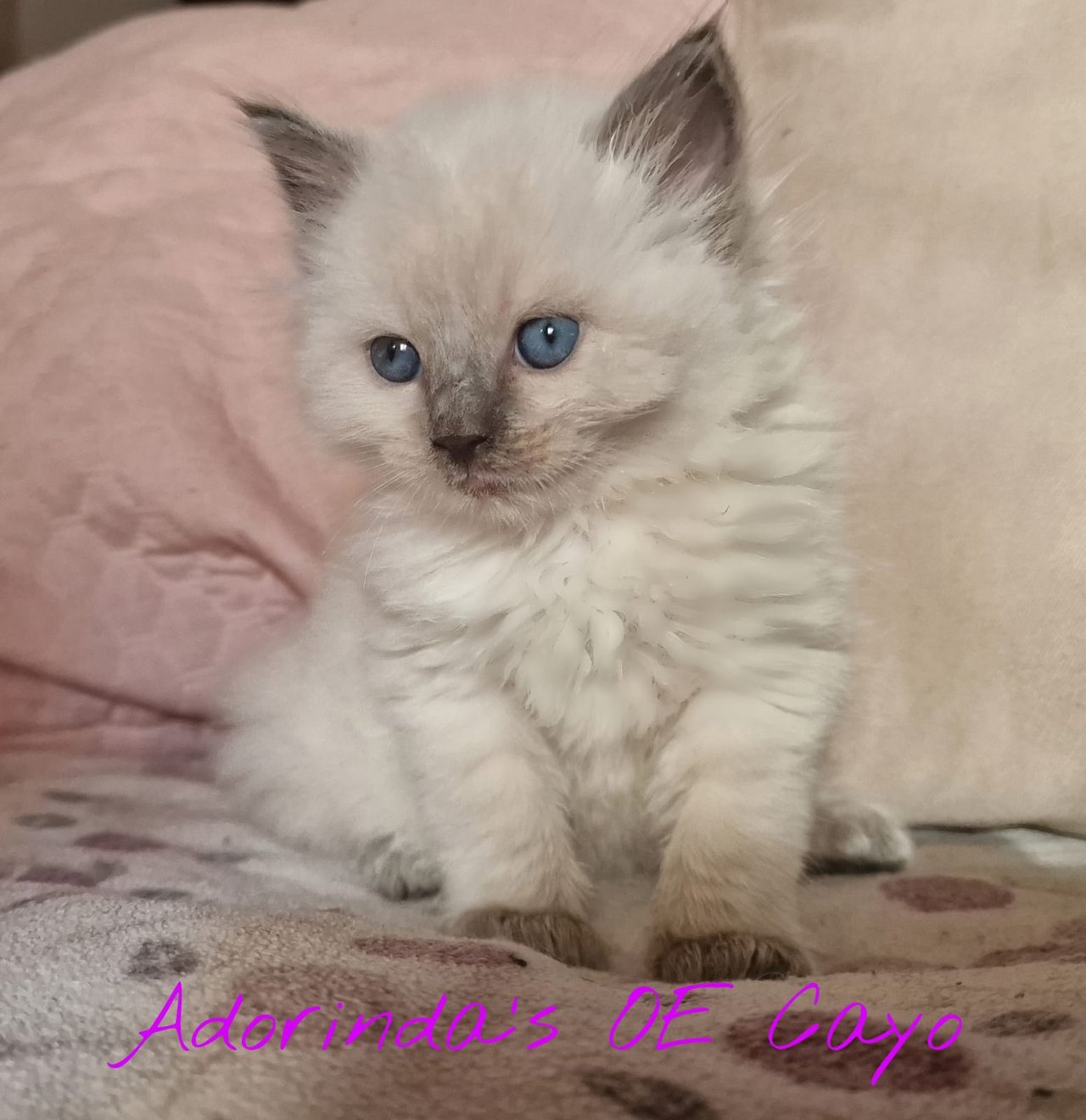 C-Babys Kitten 20