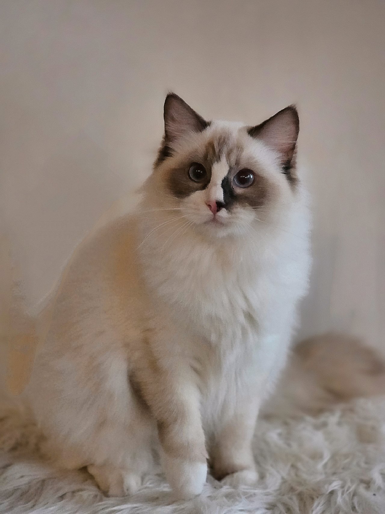 Ducklings Ragdolls Fiona