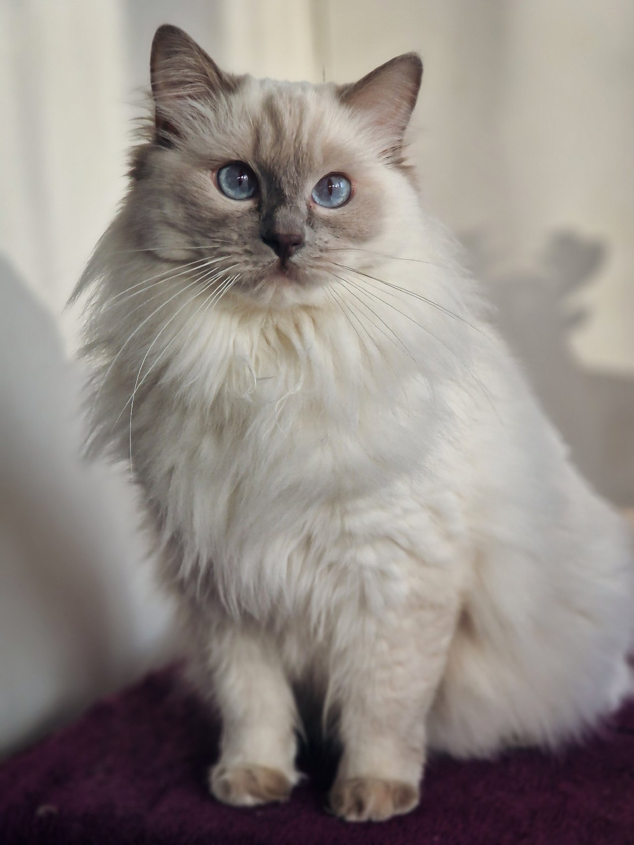 Adorinda's OE Esmeralda