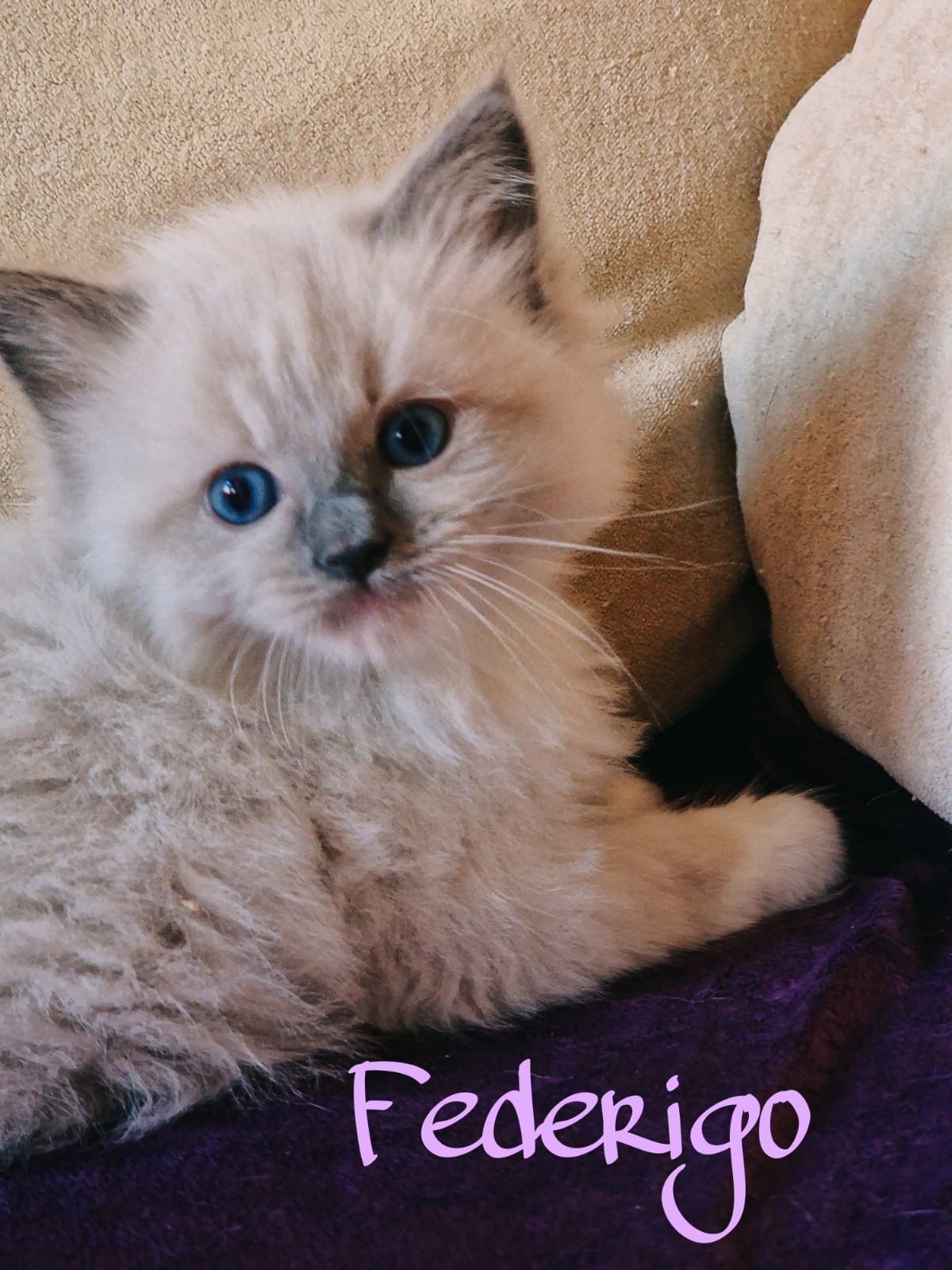 F-Babys Kitten 6