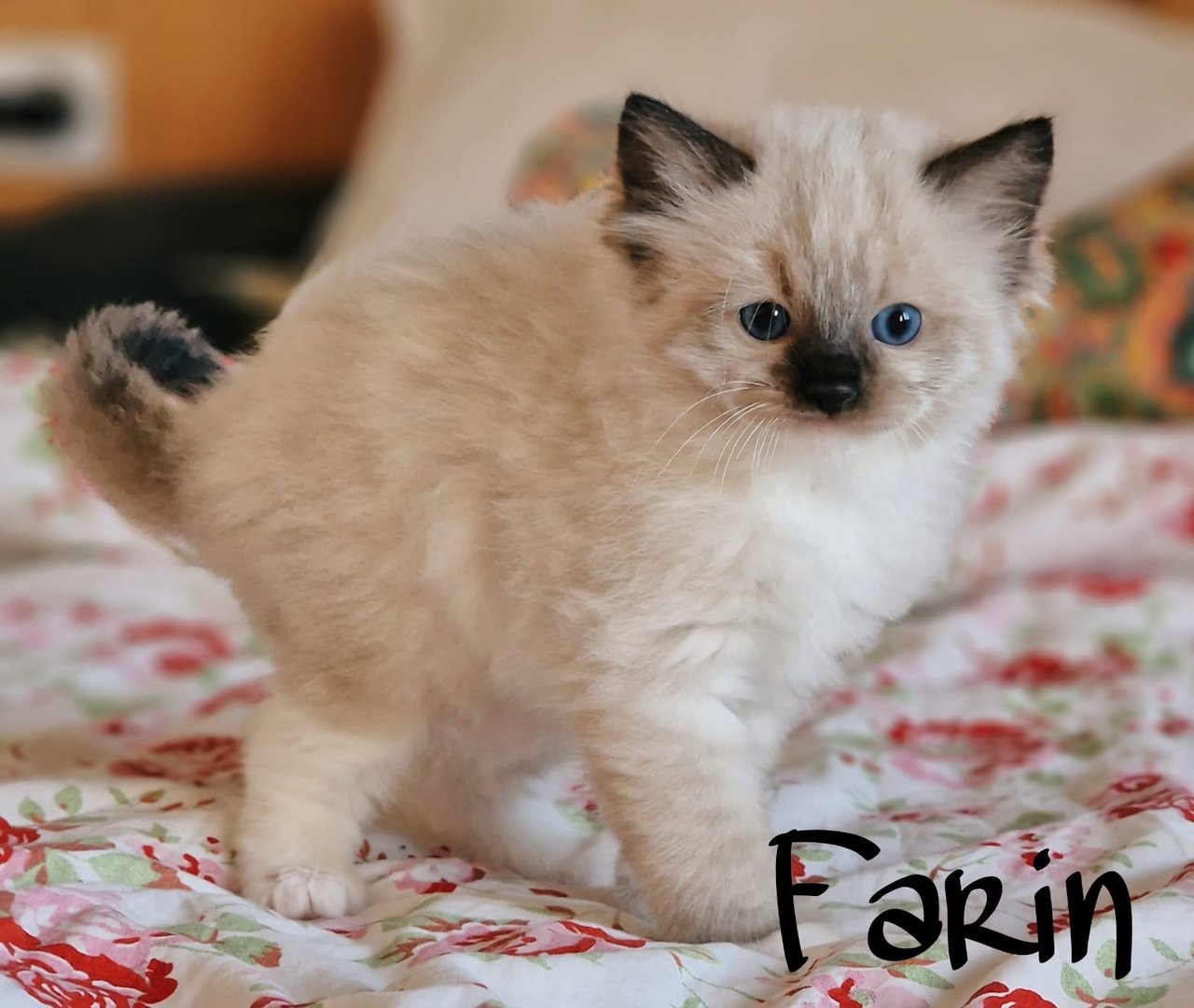 F-Babys Kitten 7
