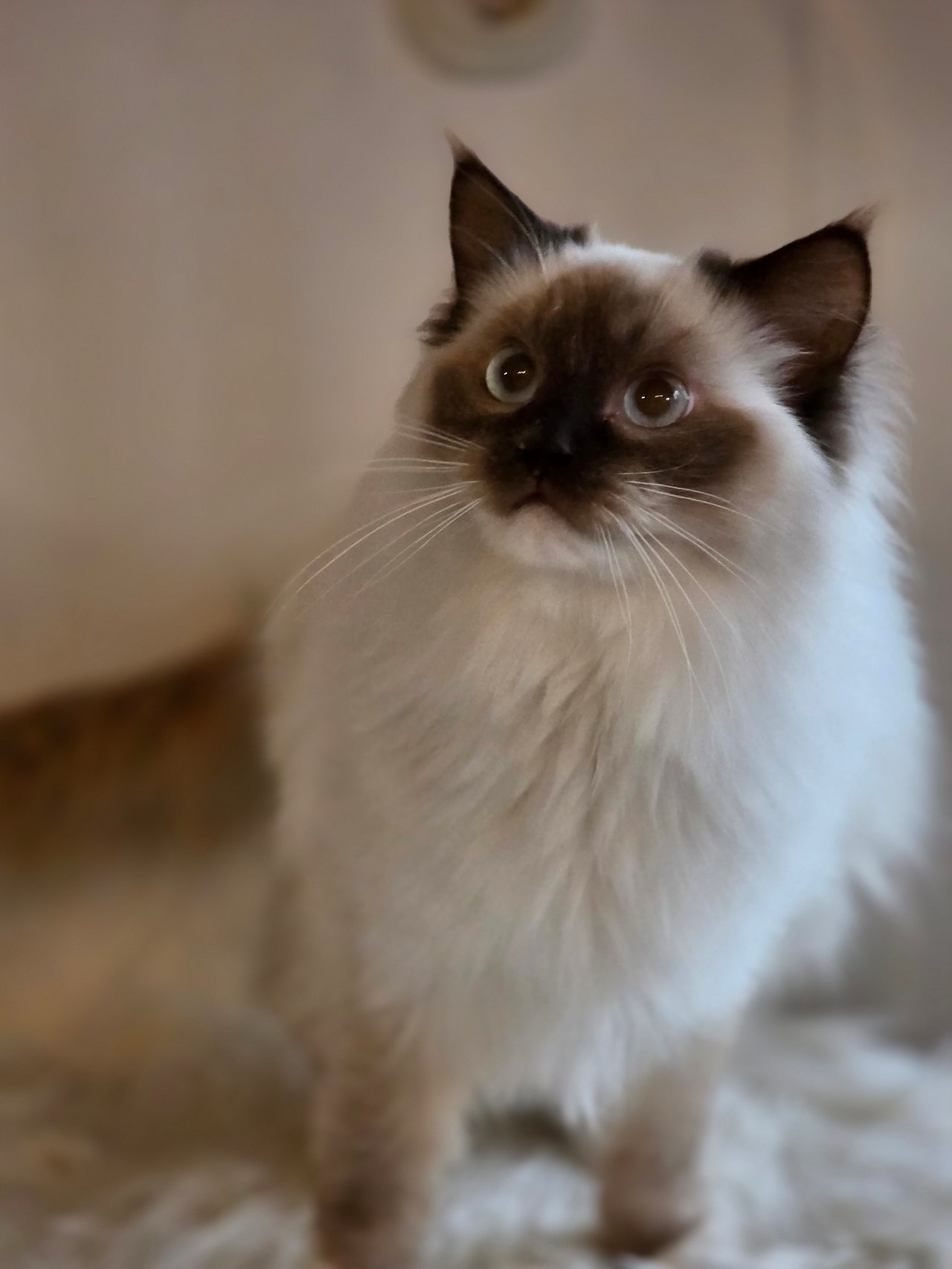 Adorinda's OE Oh Gremlin