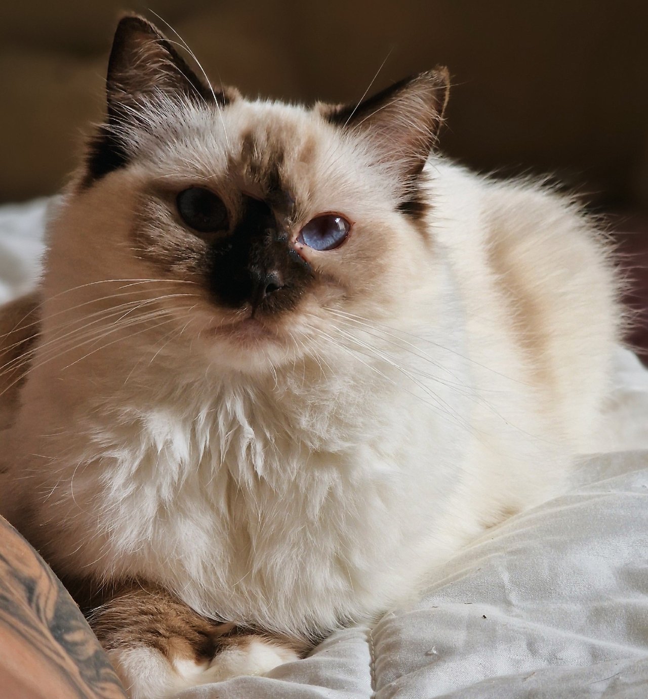 Adorinda's PT Guinevere