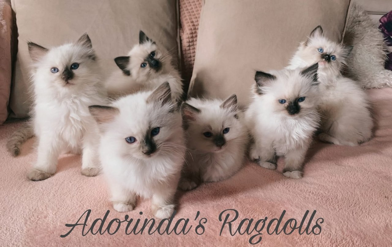 Adorinda's Ragdolls Kitten