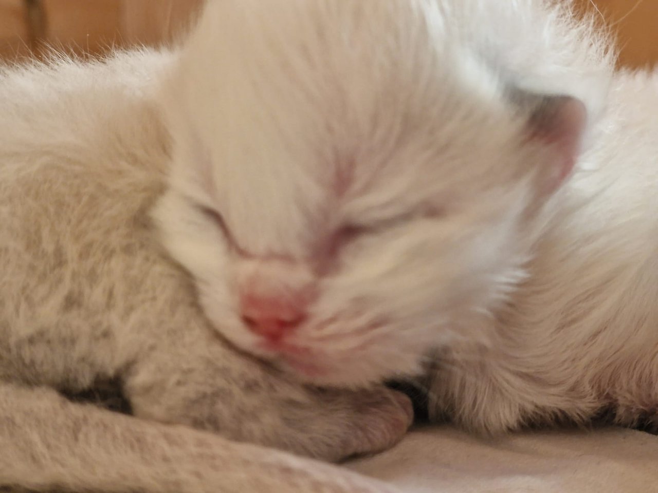 M-Babys Kitten 6