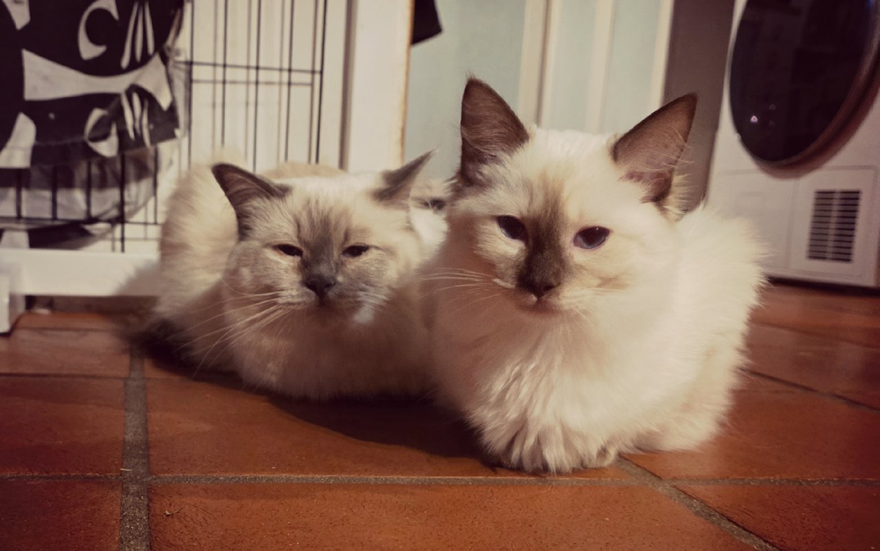 Adorinda's Valeria PT