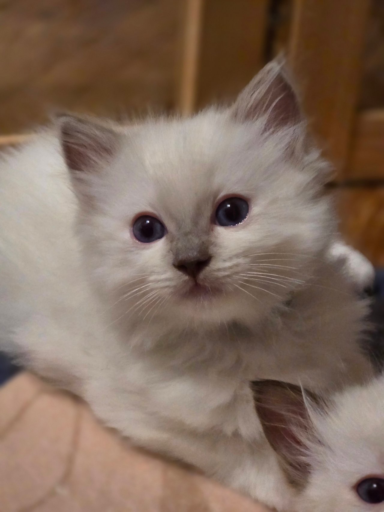 V-Babys Kitten 6