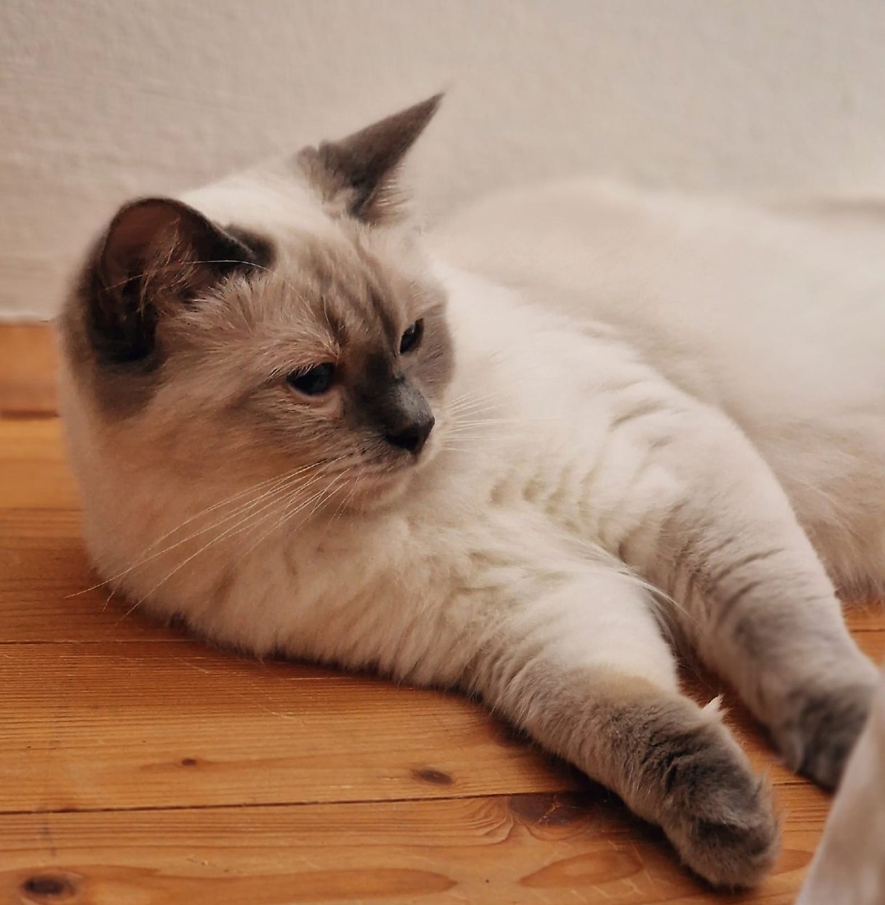 Chilli von den Saaleteufeln