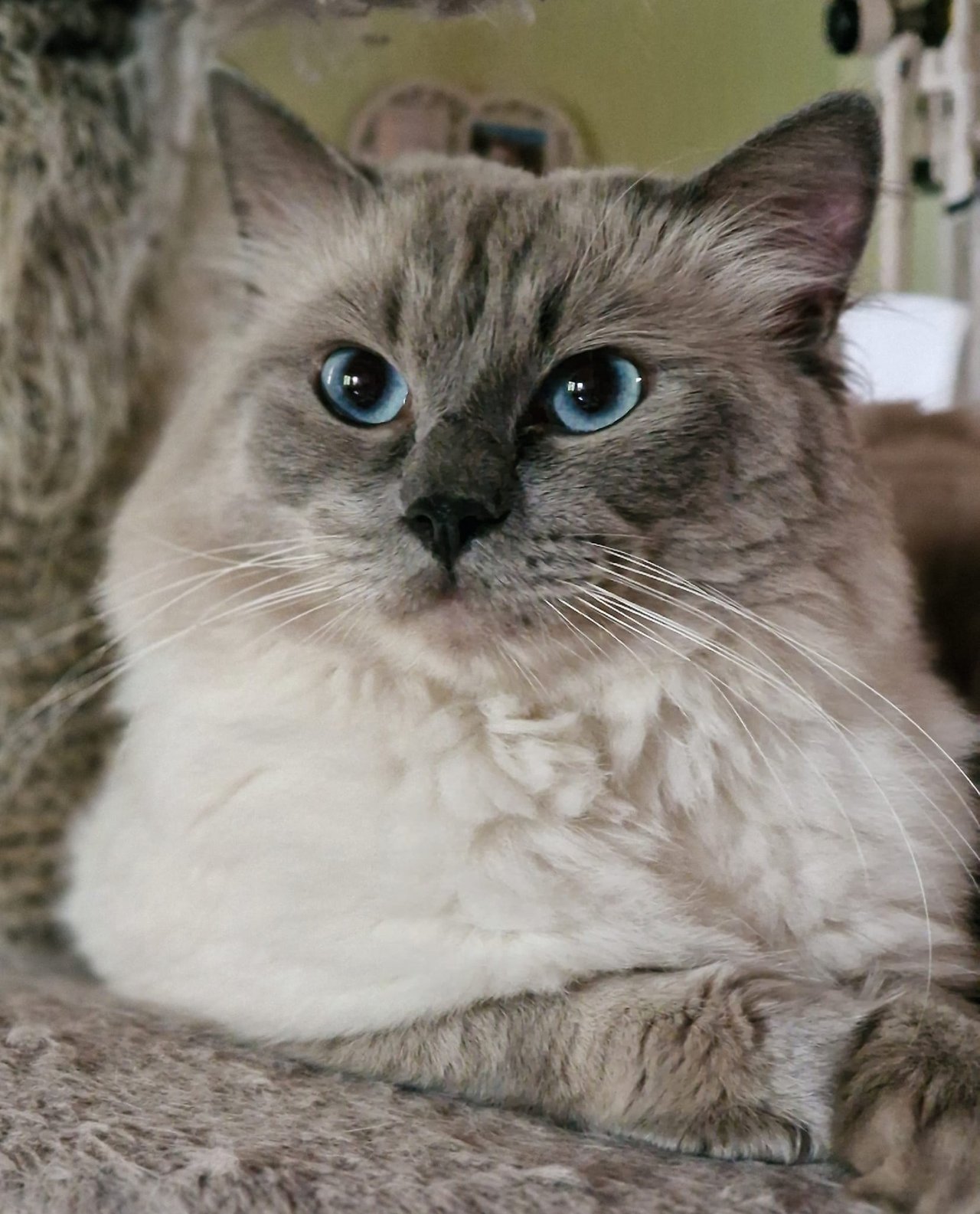 Cookie von den Saaleteufeln