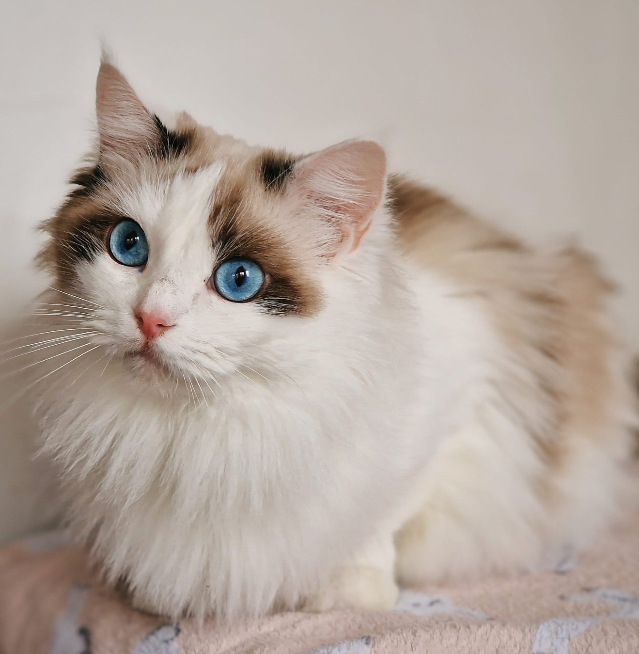 Adorinda's OE Olympia