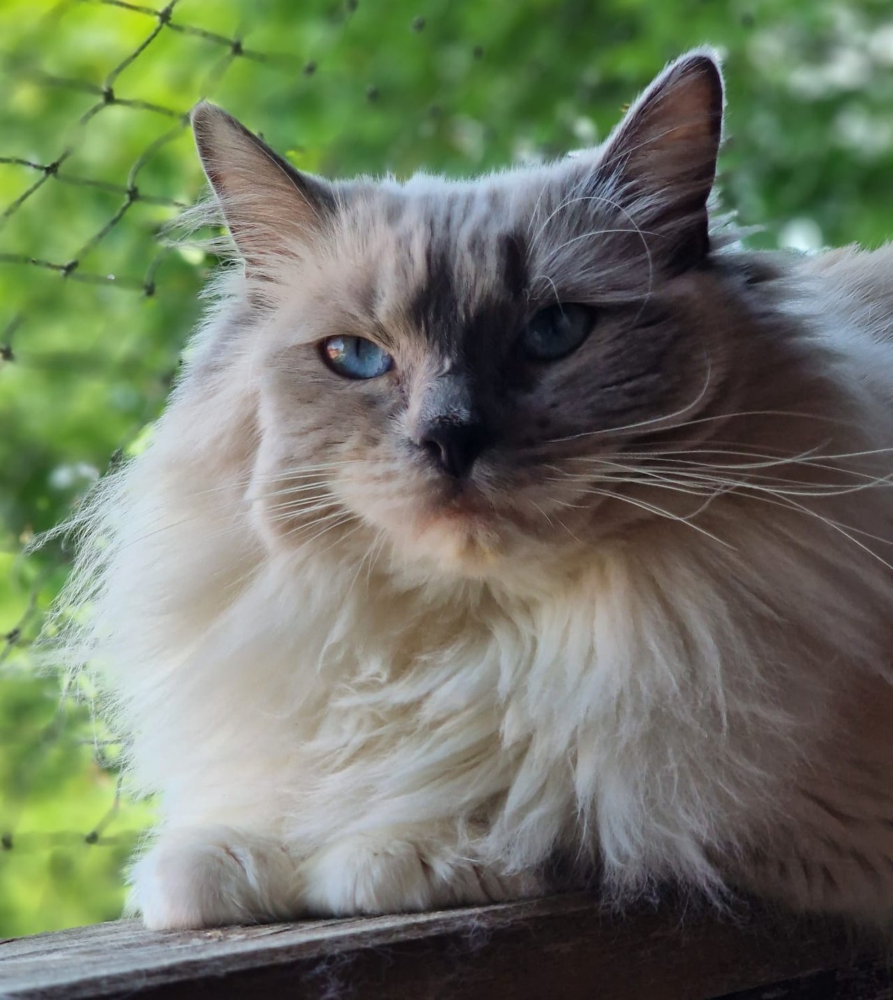 Sissi von den Saaleteufeln