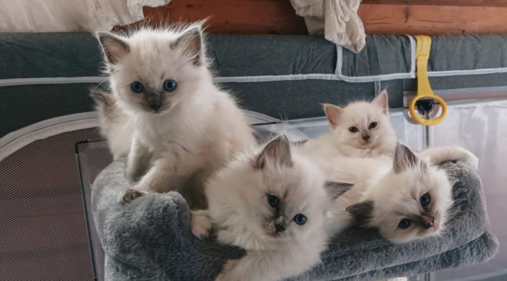 Ragdoll Kitten auf einem Katzenbaum