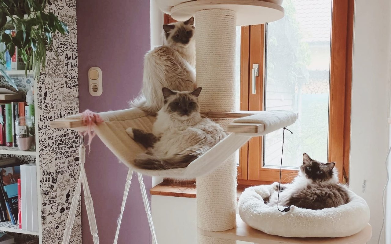 Ragdoll Katzen auf einem Kratzbaum