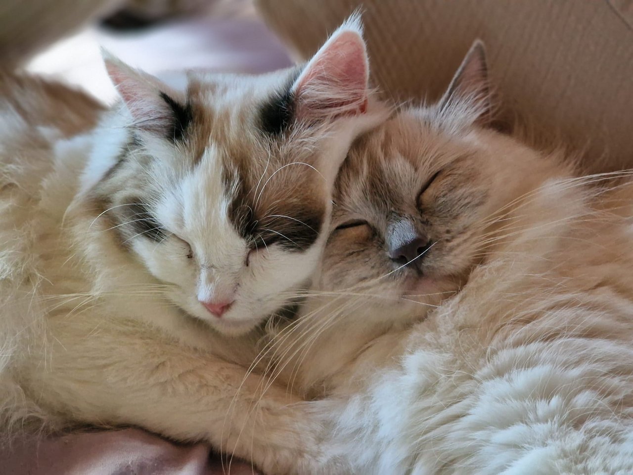 Zwei kuschelnde Ragdoll Katzen