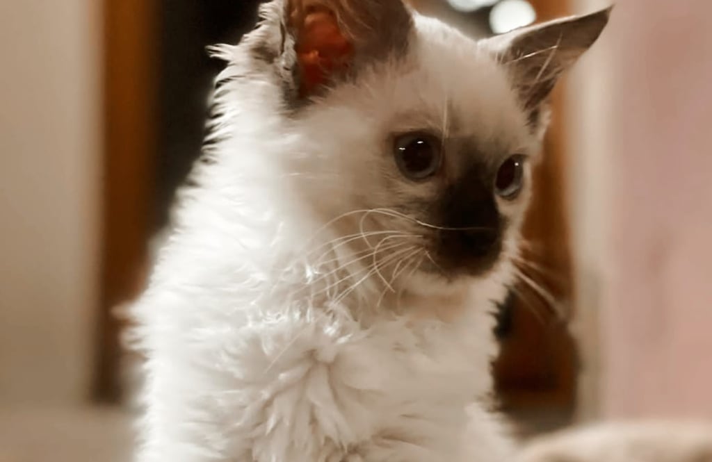 Ragdoll Kitten Portrait